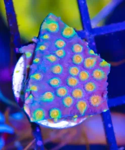 Party Crasher Cyphastrea