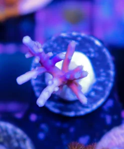 Blue Dragon Acropora