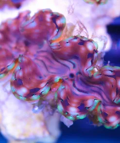 Squamosa Clam