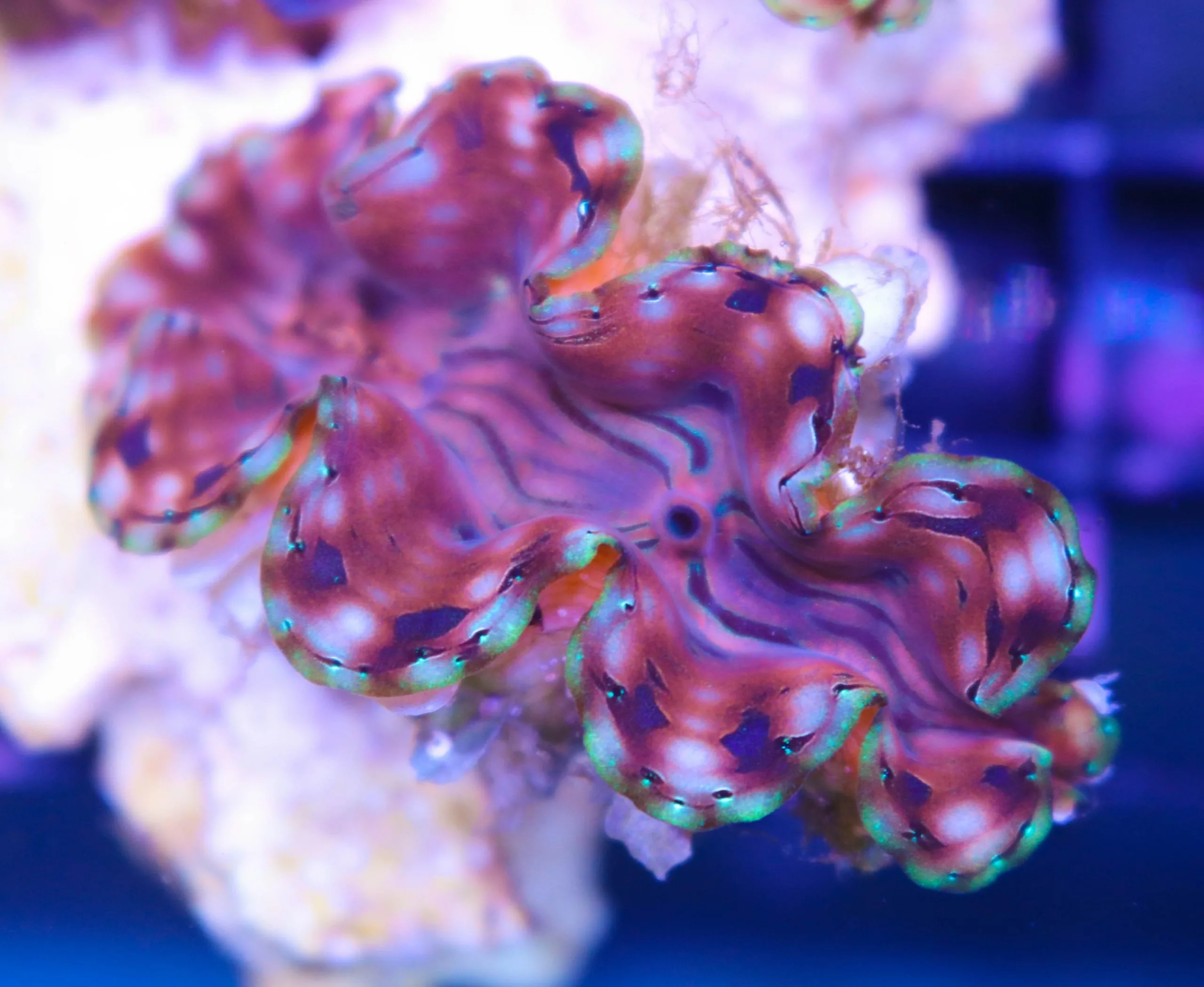 Squamosa Clam Squamosa Clam