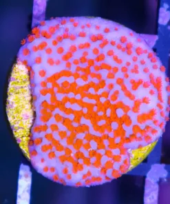 Superman Montipora