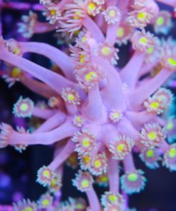 Blue Flowerpot Coral