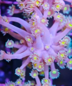 Blue Flowerpot Coral