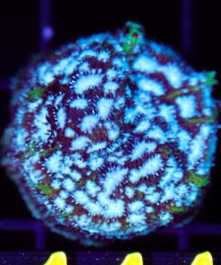 Mr Freeze Lepto Small Frag (Row #45)