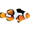 Picasso Clownfish