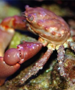 Red Emerald Crab