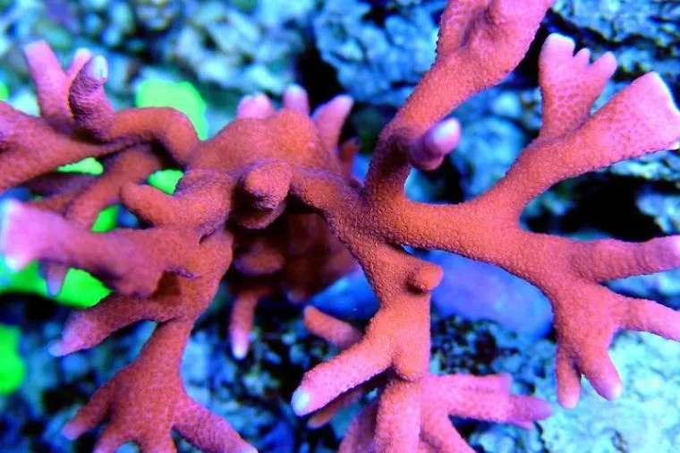 Red Montipora Digitata