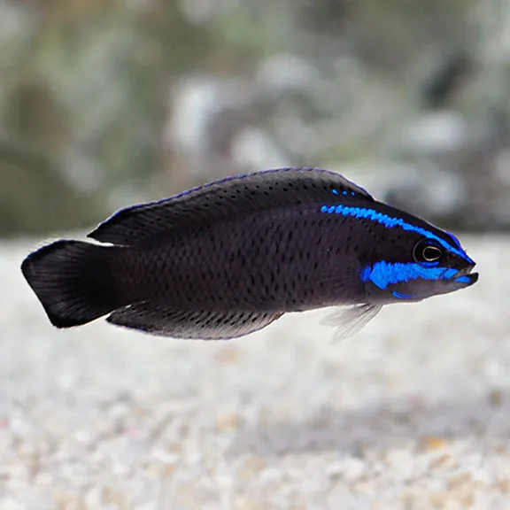 Springeri Dottyback