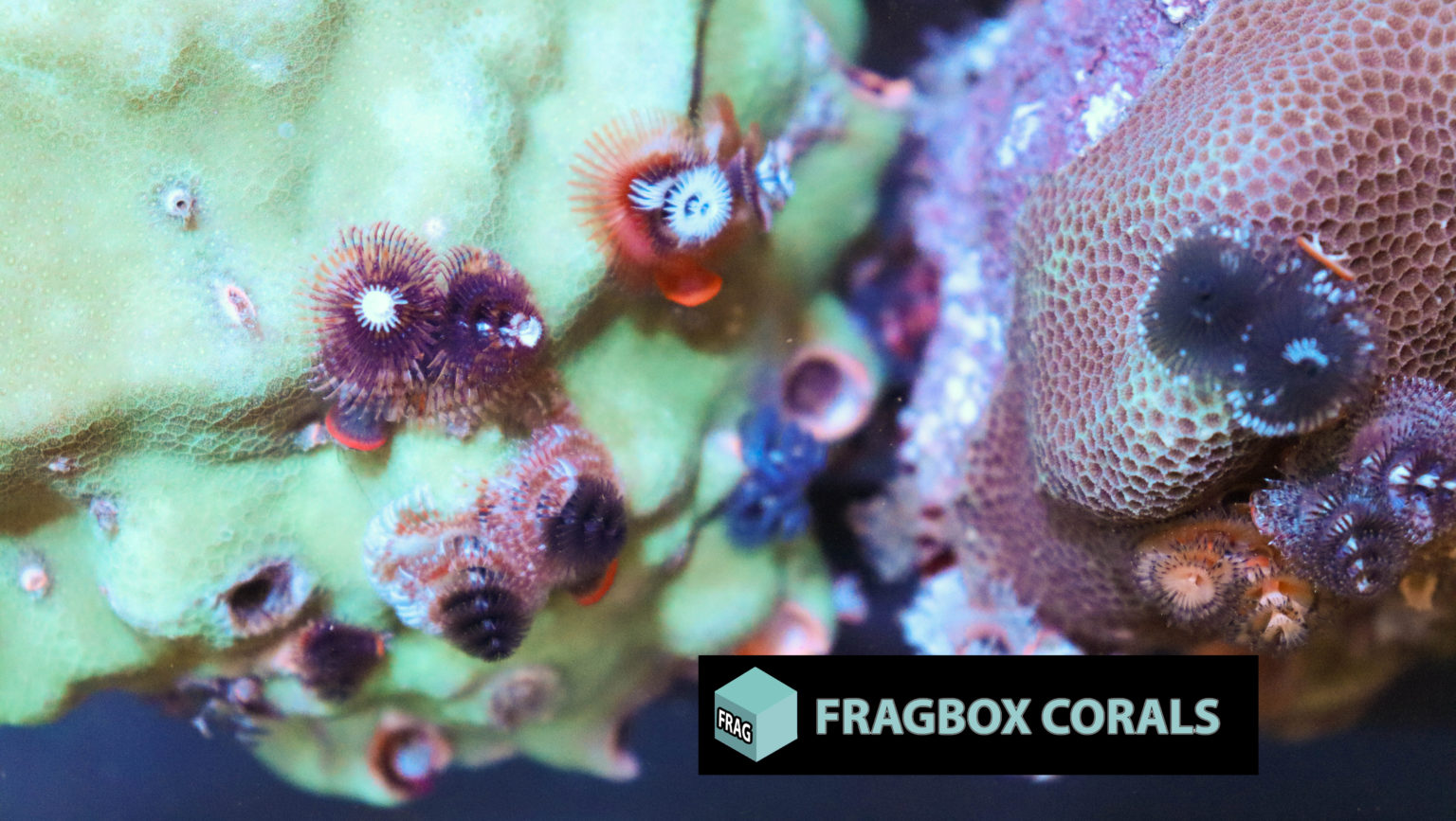 Christmas Tree Worm Rock Frag Box Corals