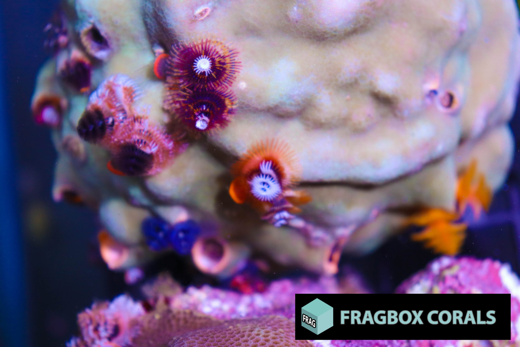 Christmas Tree Worm Rock - Frag Box Corals
