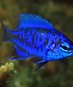 Springeri Damsel Fish *Pick up only*