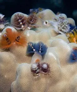 Christmas Tree Worm