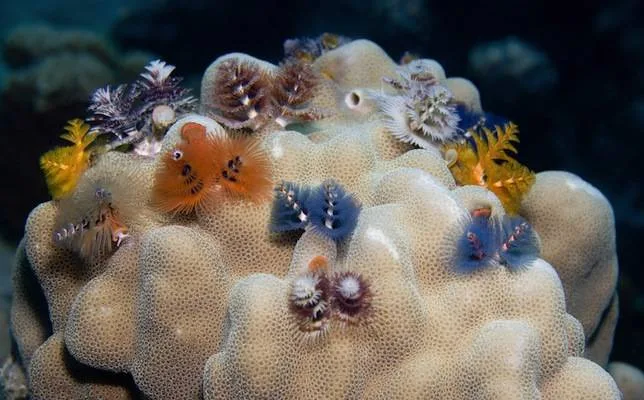 Christmas Tree Worm Coral Christmas Tree Worm