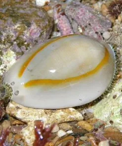 Cowrie Snail *completely reef safe*