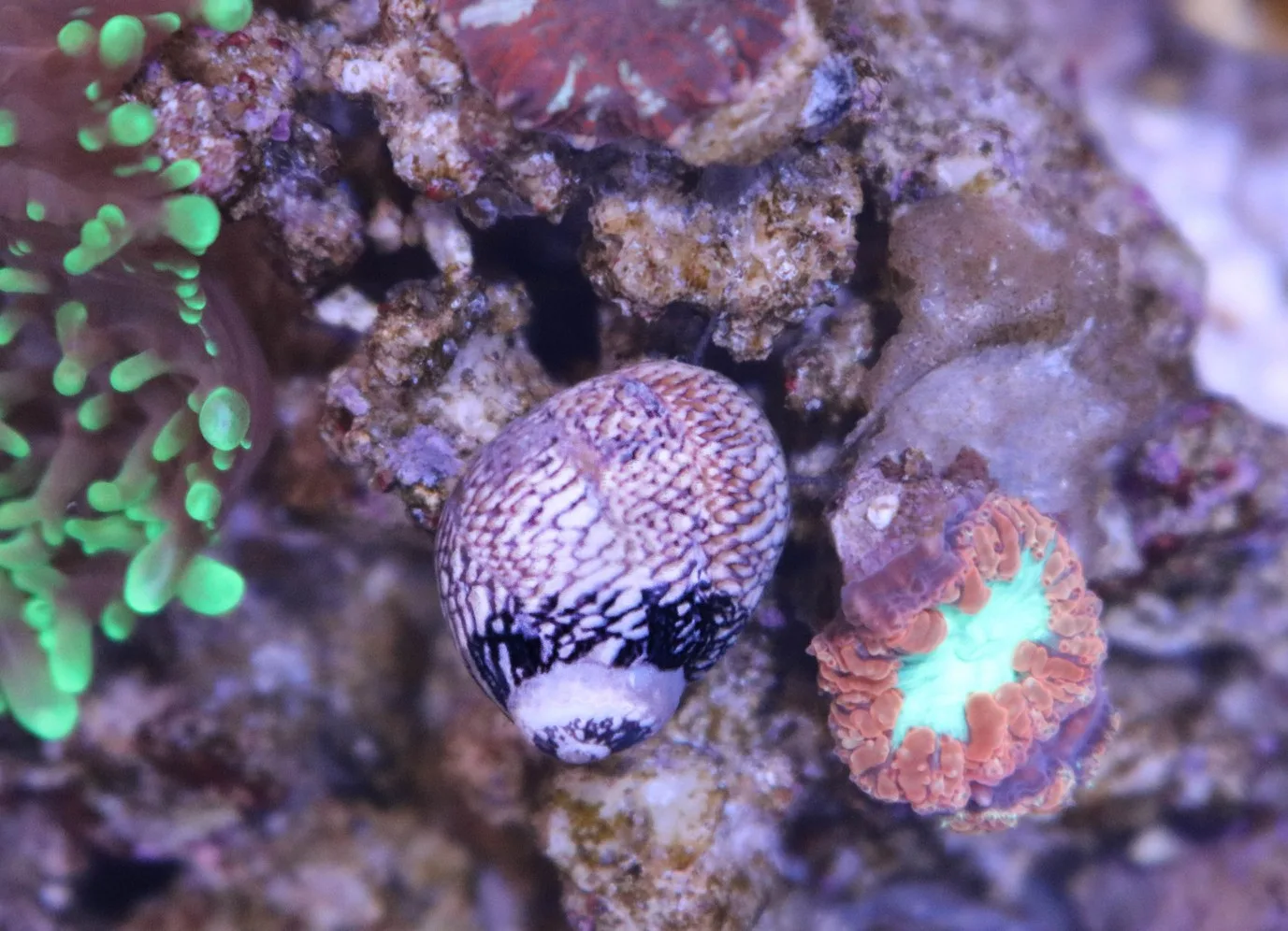 Saltwater nerite snails