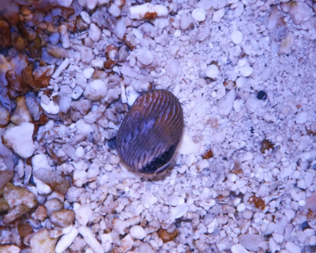 Nerite Snail