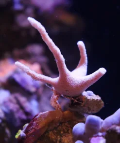 Staghorn Hermit Crab