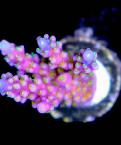 RR Merlin Staff Acro Frag