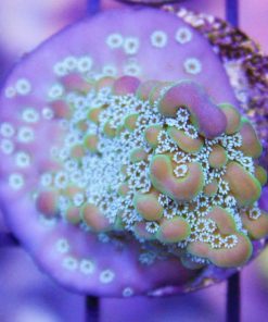 Montipora Undata