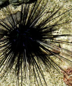Long Spine Urchin (small - medium size)