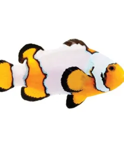 Captive Bred Premium Snowflake Clownfish