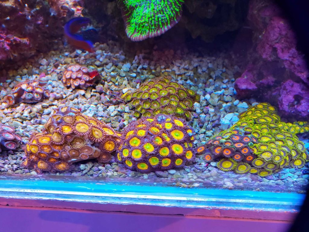 Frag Box Corals