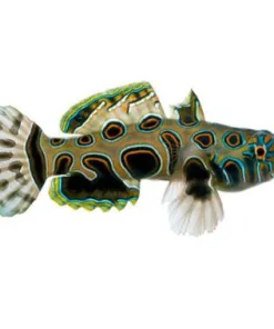 Psychedelic Mandarin