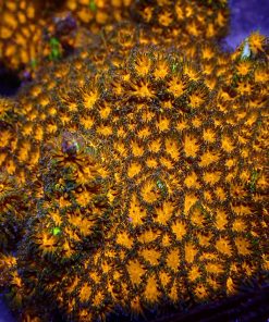 Honeycomb Lepastrea Frag ***