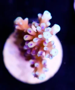 Pink Cadillac Acropora (Row #A12)