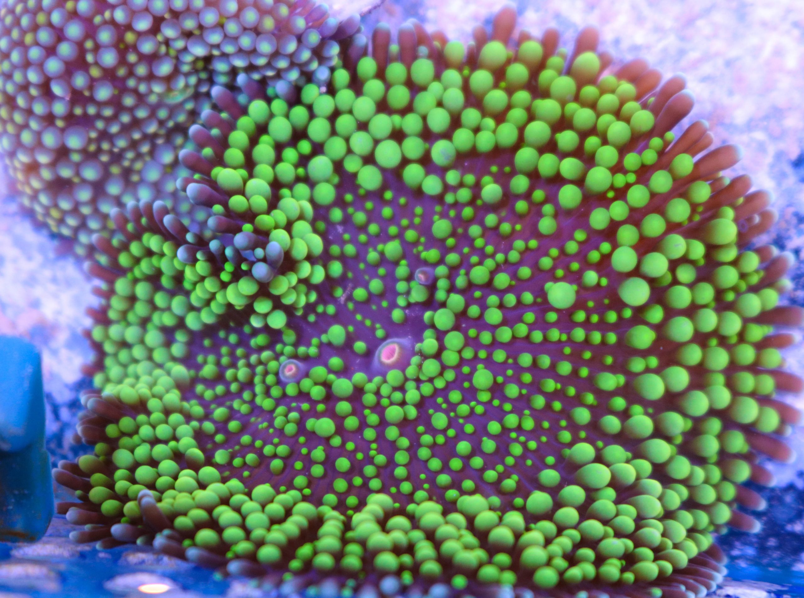 Green Florida Ricordea Mushroom - Frag Box Corals