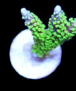 Cultured Montipora Stellata Frag *Easiest to keep hard coral*