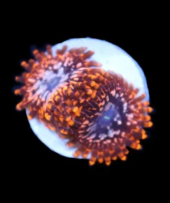 Utter Chaos Zoas (Row #7)