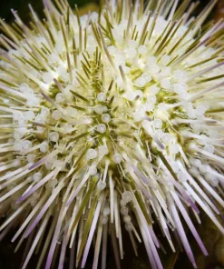 Small White Pincushion Urchin