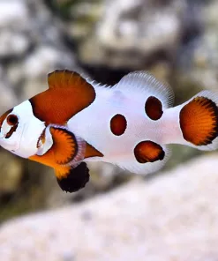 Captive Bred Mocha Storm Clownfish