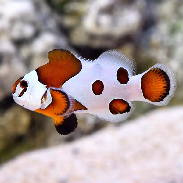 Captive Bred Mocha Storm Clownfish