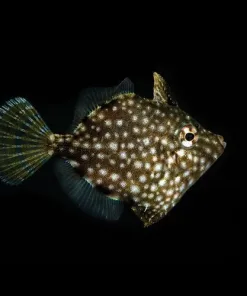 Captive Bred White Spot Pygmy Filefish