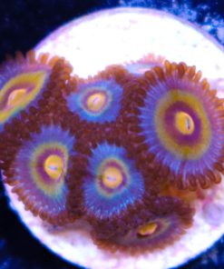 Night Owl Zoas