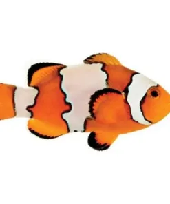 XL Snowflake Cown3yr in captivity quarantined healthy ! pick up only (MV2)