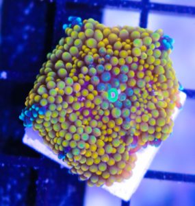 Yellow Ricordea