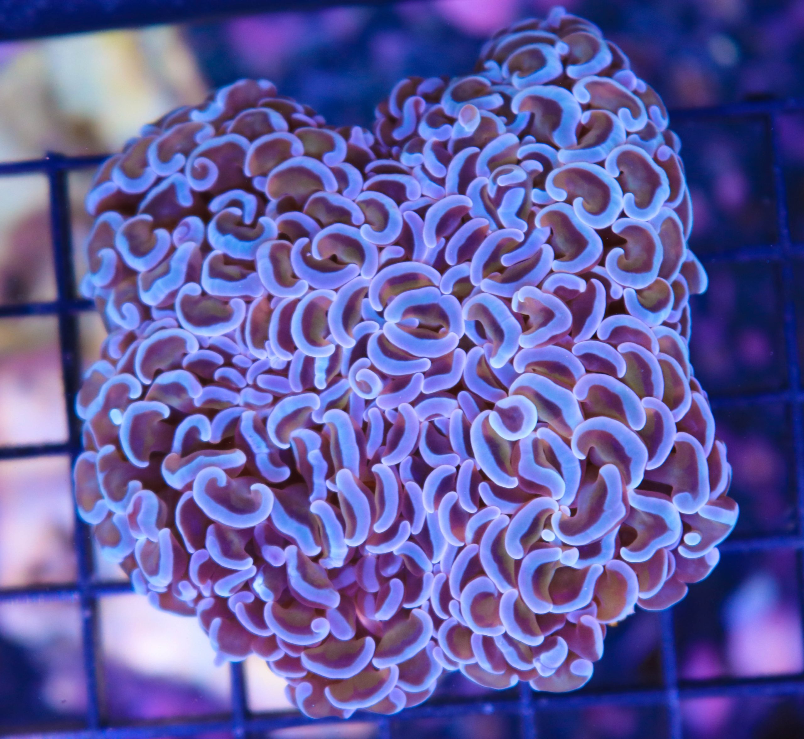 Blue Hammer Coral Frag Box Corals