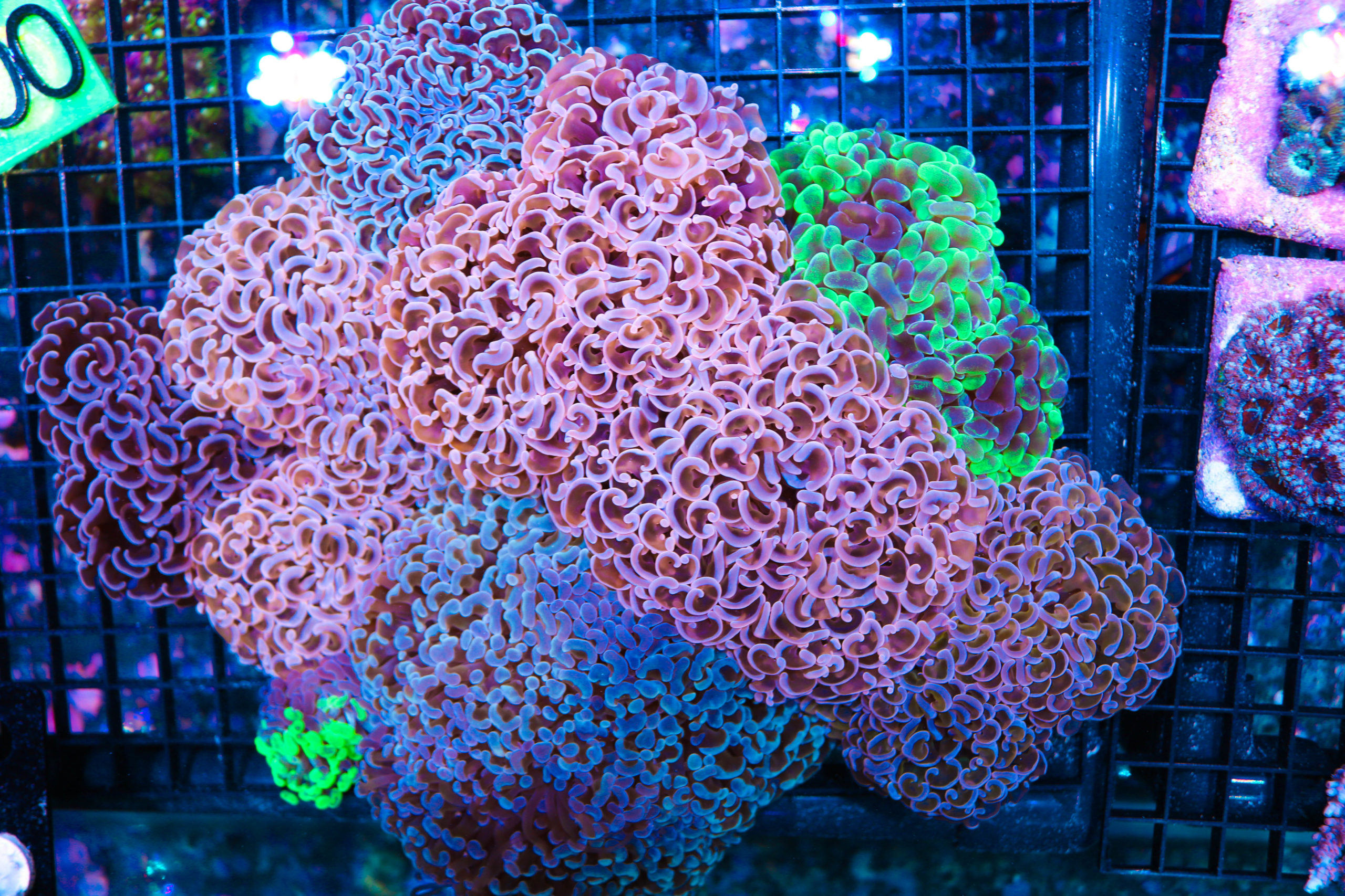 Hammer Coral Garden Frag Box Corals