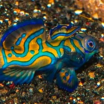 Blue-Mandarin