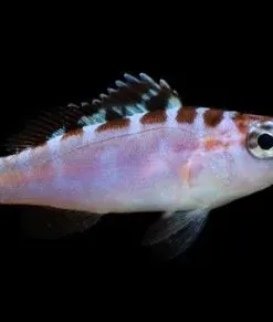 Chalk Bass