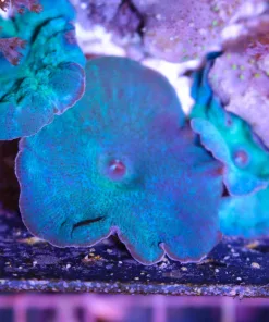 Metallic Blue Mushroom Coral (FCC)