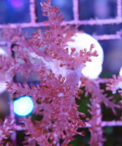 Kenya Tree Coral Frag (Row #19)
