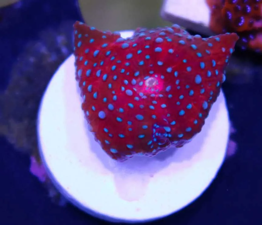 Superman Mushroom Coral