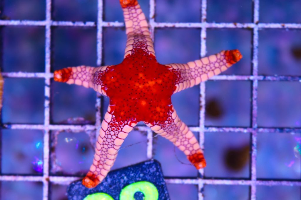 Red Fromia Starfish - Frag Box Corals