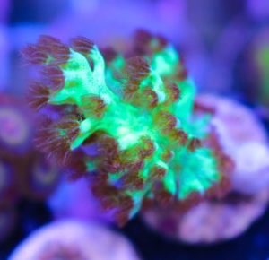 Dr Fuzzy Nepthea Coral Frag (Row #91:B)
