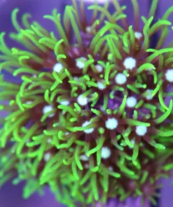 GSP Green Star Polyp Frag