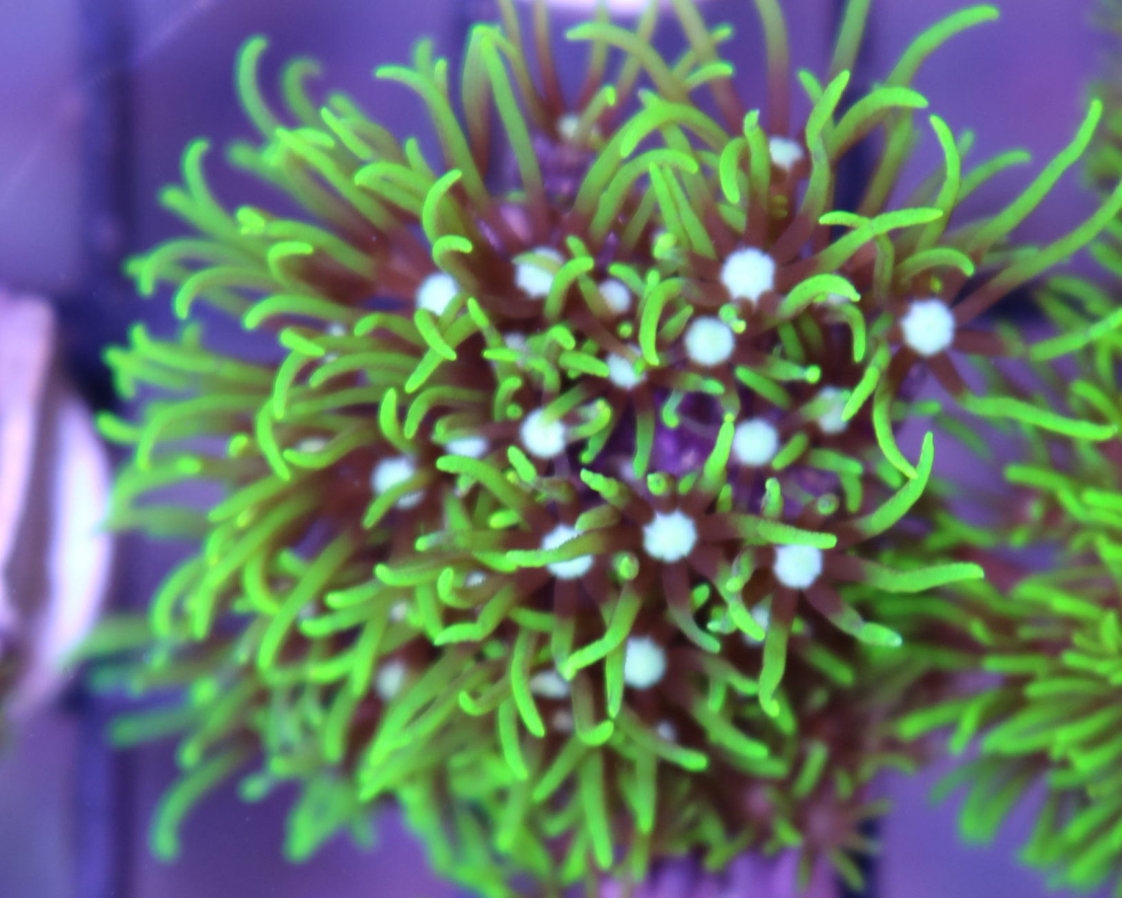 Tidal Gardens - Green Star Polyps